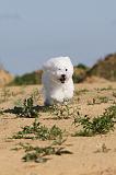 BICHON FRISE 261